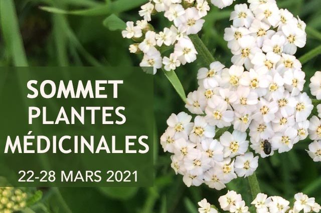 plantes médicinales