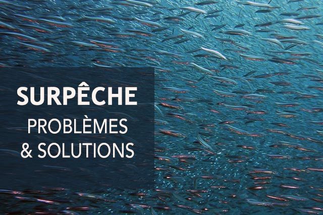 Surpeche-poissons-extinction
